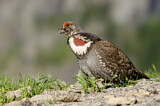 Image. Dusky Grouse