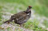 Image. Dusky Grouse