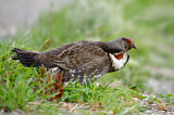 Image. Dusky Grouse