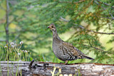 Image. Dusky Grouse