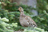 Image. Dusky Grouse