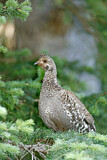 Image. Dusky Grouse