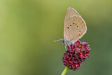 Image. Dusky Large Blue
