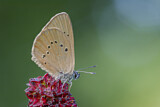 Image. Dusky Large Blue