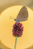 Image. Dusky Large Blue