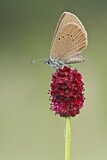 Image. Dusky Large Blue