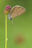 Image. Dusky Large Blue