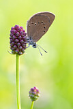 Image. Dusky Large Blue