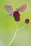 Image. Dusky Large Blue