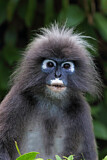 Image. Dusky Leaf Monkey