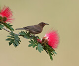 Image. Dusky Myzomela