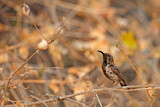 Image. Dusky Sunbird