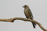 Image. Dusky Woodswallow