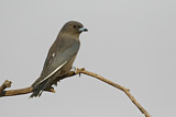 Image. Dusky Woodswallow