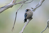 Image. Dusky Woodswallow