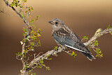 Image. Dusky Woodswallow