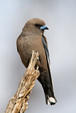 Image. Dusky Woodswallow