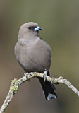 Image. Dusky Woodswallow