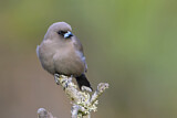 Image. Dusky Woodswallow
