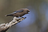 Image. Dusky Woodswallow