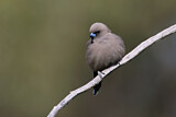 Image. Dusky Woodswallow