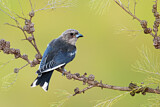 Image. Dusky Woodswallow
