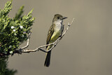 Image. Dusky-capped Flycatcher
