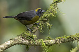 Image. Dusky-faced Tanager