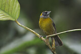 Image. Dusky-faced Tanager