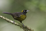 Image. Dusky-faced Tanager