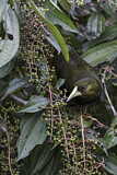 Image. Dusky-green Oropendola