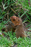Image. Dwarf Mongoose