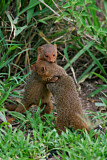 Image. Dwarf Mongoose