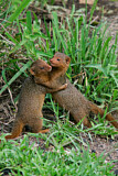 Image. Dwarf Mongoose