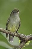 Image. Dwarf Tyrant-Manakin