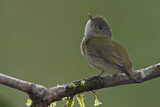 Image. Dwarf Tyrant-Manakin