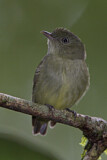 Image. Dwarf Tyrant-Manakin
