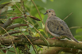 Image. Eared Dove
