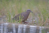 Image. Eared Dove