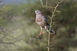 Image. Eastern Chanting Goshawk