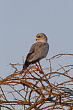 Image. Eastern Chanting Goshawk