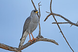 Image. Eastern Chanting Goshawk