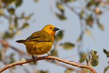 Image. Eastern Golden Weaver 