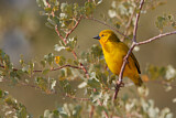 Image. Eastern Golden Weaver 