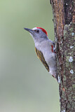 Image. Eastern Grey Woodpecker