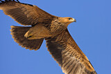 Image. Eastern Imperial Eagle