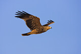 Image. Eastern Imperial Eagle