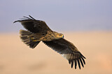 Image. Eastern Imperial Eagle