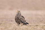 Image. Eastern Imperial Eagle