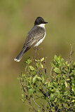 Image. Eastern Kingbird